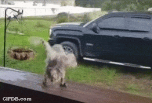 A Dog Is Standing In Front Of A Black Truck In The Grass . GIF