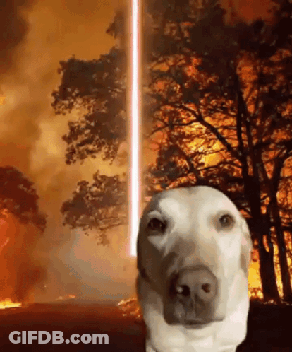 A Dog Is Standing In Front Of A Burning Forest With A Laser Beam Coming Out Of Its Nose . GIF