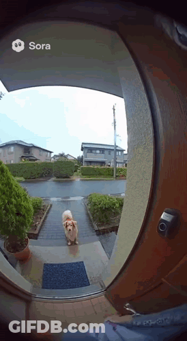 A Dog Is Standing In Front Of A Door That Says Sora GIF