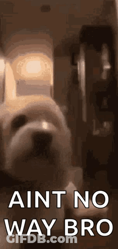 Dog Standing In Front Of Door With Ain't No Way Bro GIF