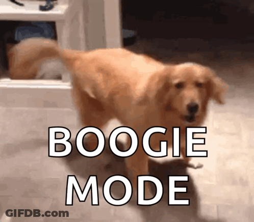 Dog Standing In Front Of Boogie Mode Sign GIF