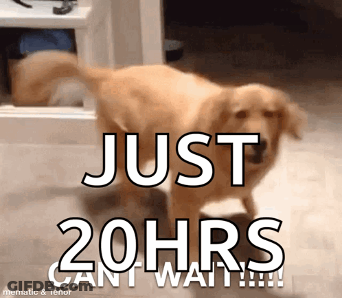 A Dog Is Standing In Front Of A Sign That Says Just 20Hrs Can I Wait GIF