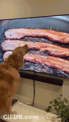 A Dog Is Standing In Front Of A Television Looking At Bacon On The Screen . GIF