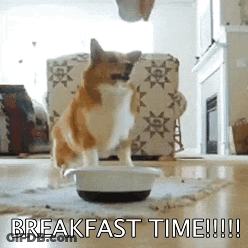 A Dog Is Standing Next To A Bowl Of Food With The Words Breakfast Time Written On The Bottom GIF