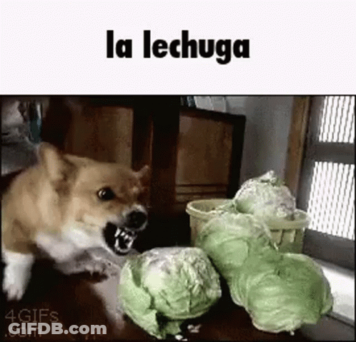 A Dog Is Standing Next To A Pile Of Cabbage And Looking At It . GIF