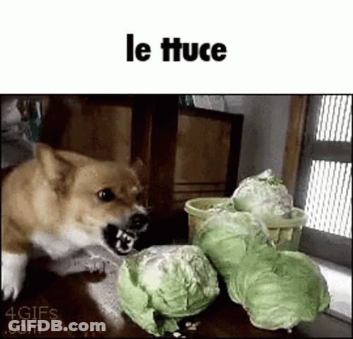 A Dog Is Standing Next To A Pile Of Cabbage . GIF