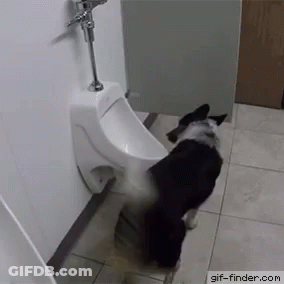 A Dog Is Standing Next To A Urinal In A Bathroom GIF