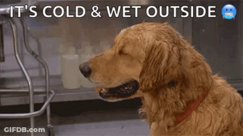 A Dog Is Standing Next To Another Dog With A Towel On Its Head And Says It 'S Cold And Wet Outside . GIF