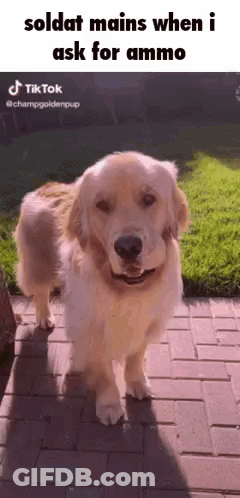 A Dog Is Standing On A Brick Sidewalk With A Caption That Says Soldat Mains When I Ask For Ammo GIF