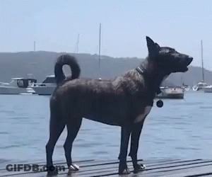 A Dog Is Standing On A Dock Next To A Body Of Water With Boats In The Background . GIF
