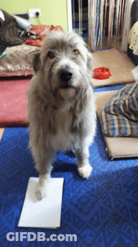 A Dog Is Standing On A Piece Of Paper On A Blue Mat GIF