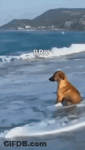 A Dog Is Standing On A Surfboard In The Ocean . GIF