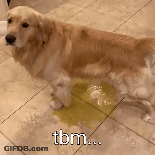 A Dog Is Standing On A Tiled Floor Next To A Puddle Of Yellow Urine . GIF