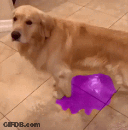 A Dog Is Standing On A Tiled Floor With A Purple Object On The Floor GIF