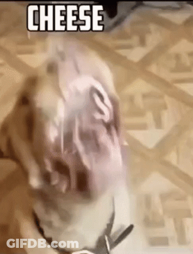 A Dog Is Standing On A Wooden Floor With A Piece Of Cheese In Its Mouth . GIF