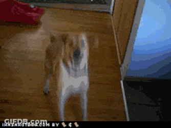 A Dog Is Standing On A Wooden Floor With A Watermark That Says Ihasahotdog.com By GIF