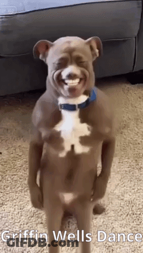 A Dog Is Standing On Its Hind Legs And Smiling . GIF