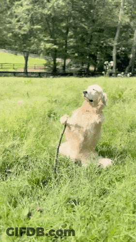 A Dog Is Standing On Its Hind Legs In A Grassy Field GIF