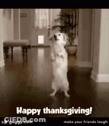 A Dog Is Standing On Its Hind Legs In A Hallway With The Words Happy Thanksgiving On The Bottom GIF