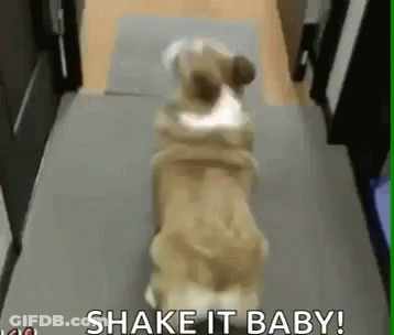 A Dog Is Standing On Its Hind Legs In A Hallway With The Words `` Shake It Baby '' Above It . GIF