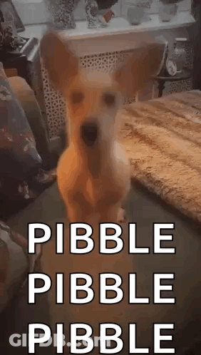 A Dog Is Standing On Its Hind Legs In A Living Room With The Words Pebble Pebble Pebble Written On The Bottom . GIF