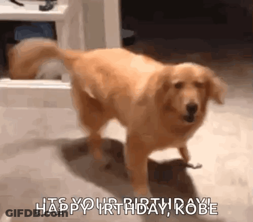 A Dog Is Standing On Its Hind Legs In A Room And Says `` Happy Birthday , Kobe '' . GIF