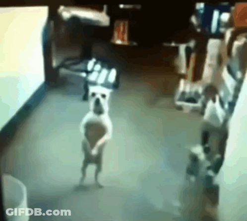 A Dog Is Standing On Its Hind Legs In A Room In Front Of A Computer Screen . GIF