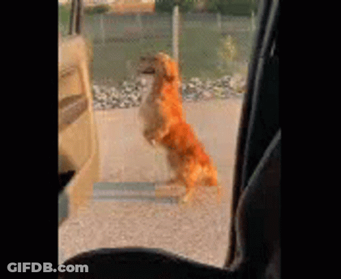 A Dog Is Standing On Its Hind Legs In Front Of A Car Door . GIF