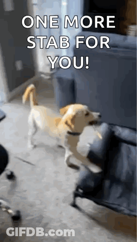 A Dog Is Standing On Its Hind Legs In Front Of A Couch With The Words `` One More Stab For You '' . GIF