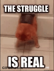 A Dog Is Standing On Its Hind Legs In Front Of A Door With The Words The Struggle Is Real On It . GIF