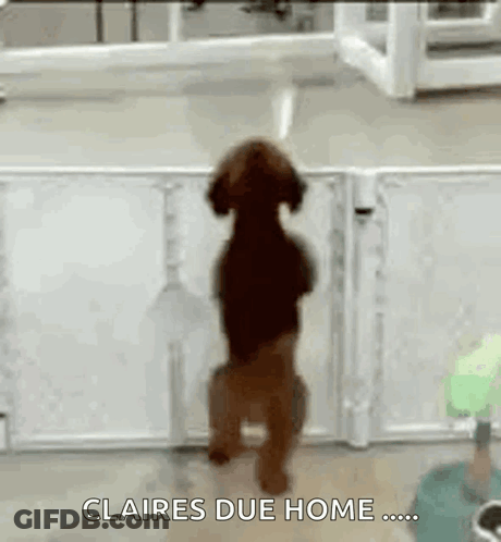 A Dog Is Standing On Its Hind Legs In Front Of A Fence With The Words `` Claires Due Home '' Written On It . GIF