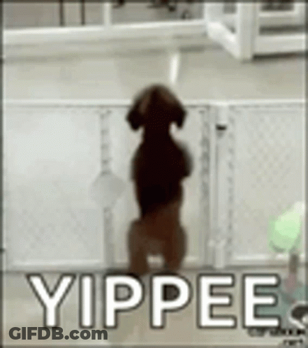 A Dog Is Standing On Its Hind Legs In Front Of A Fence With The Words Yippee Written On It . GIF