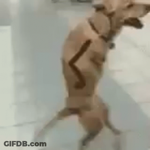 A Dog Is Standing On Its Hind Legs In Front Of A White Wall . GIF