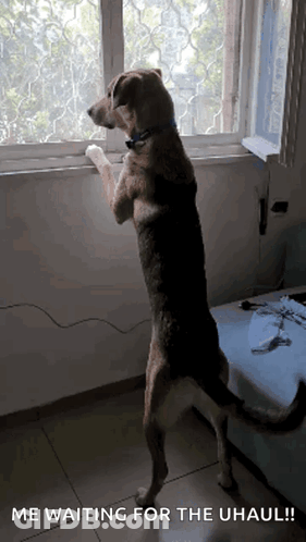 A Dog Is Standing On Its Hind Legs Looking Out A Window With The Caption " Me Waiting For The Uhaul " GIF