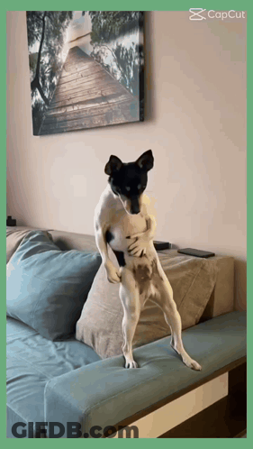 A Dog Is Standing On Its Hind Legs On A Blue Couch GIF