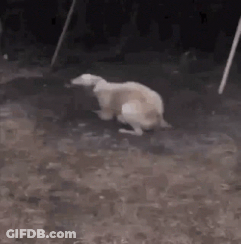 A Dog Is Standing On Its Hind Legs On A Dirt Road . GIF
