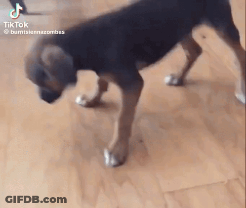 A Dog Is Standing On Its Hind Legs On A Wooden Floor In A Room . GIF