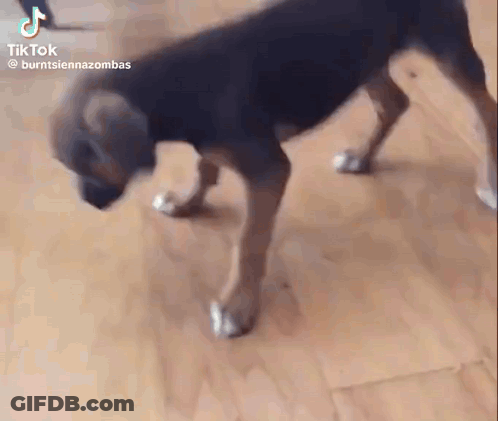 A Dog Is Standing On Its Hind Legs On A Wooden Floor In A Room . GIF