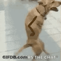 A Dog Is Standing On Its Hind Legs With A Stick In Its Mouth And Says `` Dog Enters The Chat '' . GIF