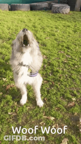 A Dog Is Standing On Its Hind Legs With Its Mouth Open And The Words Woof Woof Below It GIF