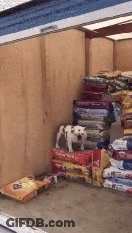 A Dog Is Standing On Top Of A Stack Of Sportinx Dog Food Bags GIF