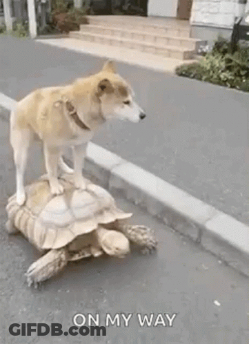 A Dog Is Standing On Top Of A Turtle On The Side Of A Road . GIF