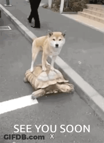 A Dog Is Standing On Top Of A Turtle On The Side Of A Road . GIF