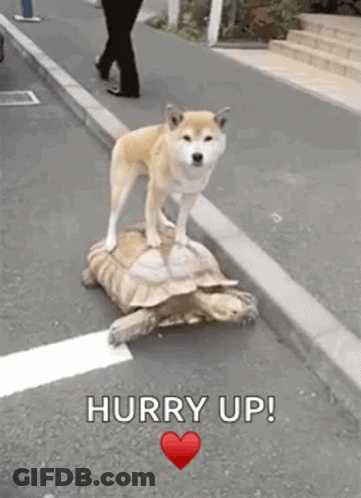 A Dog Is Standing On Top Of A Turtle With The Words Hurry Up Below It GIF