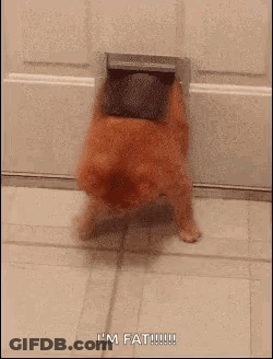 A Dog Is Sticking Its Head Through A Cat Door . GIF