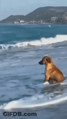 A Dog Is Swimming In The Ocean On A Sunny Day GIF