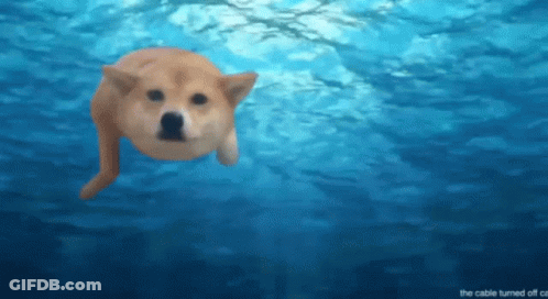 A Dog Is Swimming In The Ocean With The Words " The Cable Turned Off " Below It GIF