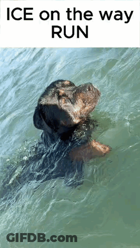 A Dog Is Swimming In The Water With The Words `` Ice On The Way Run '' Written Above It . GIF