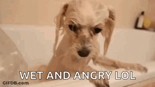 A Dog Is Taking A Bath In A Bathtub With The Words Wet And Angry Lol Written On The Bottom . GIF