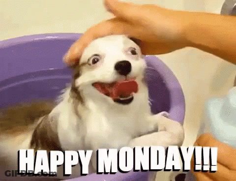 A Dog Is Taking A Bath In A Purple Bowl With The Words Happy Monday Written On It . GIF